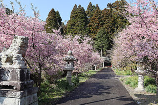 日本では桜の季節到来